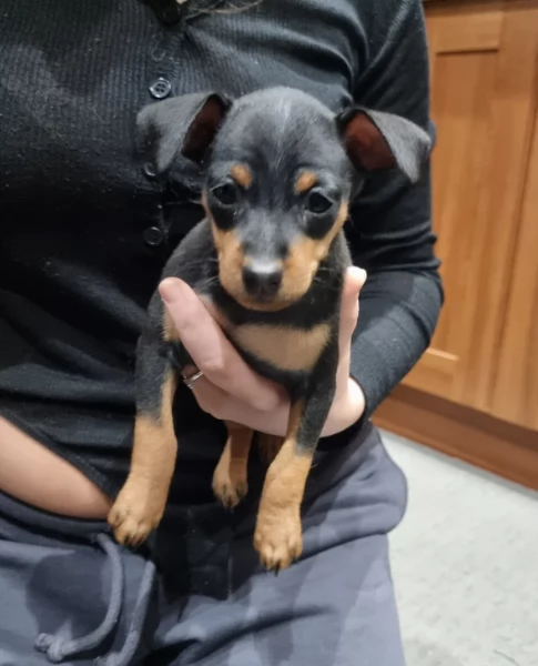 meravigliosi Pinscher per adozione