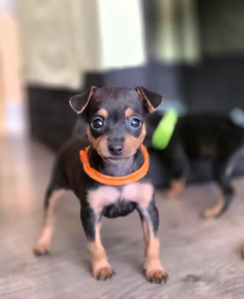 meravigliosi Pinscher per adozione | Foto 2