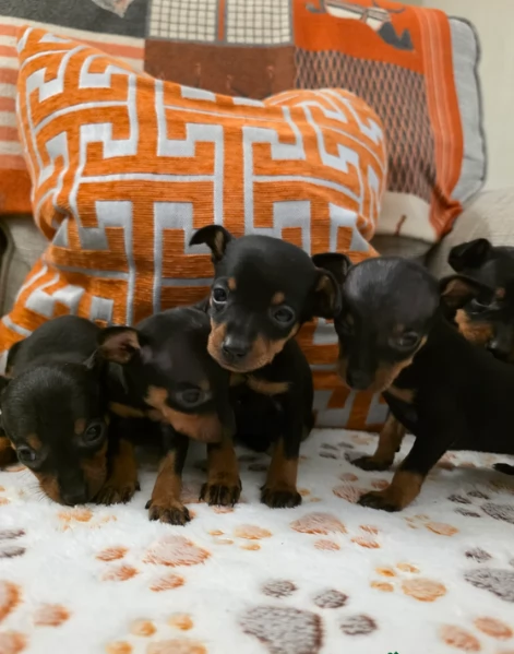 meravigliosi Pinscher per adozione | Foto 4