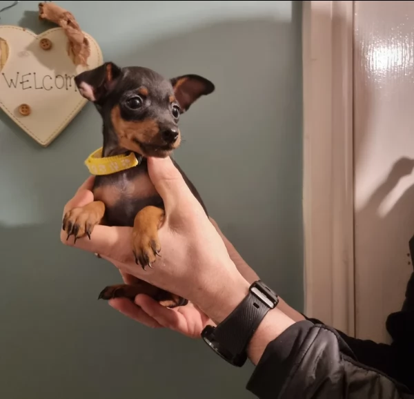 meravigliosi Pinscher per adozione