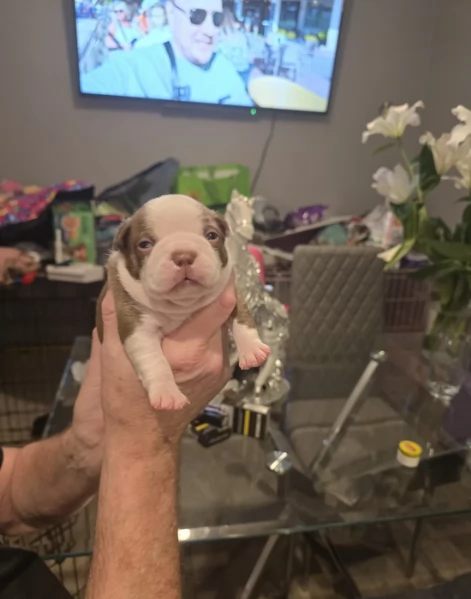 meravigliosi Boston Terrier per adozione | Foto 1