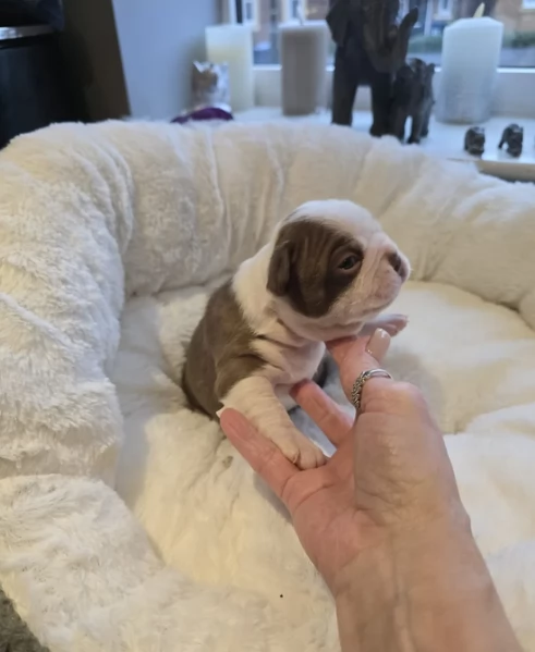 meravigliosi Boston Terrier per adozione | Foto 1