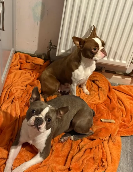meravigliosi Boston Terrier per adozione | Foto 3