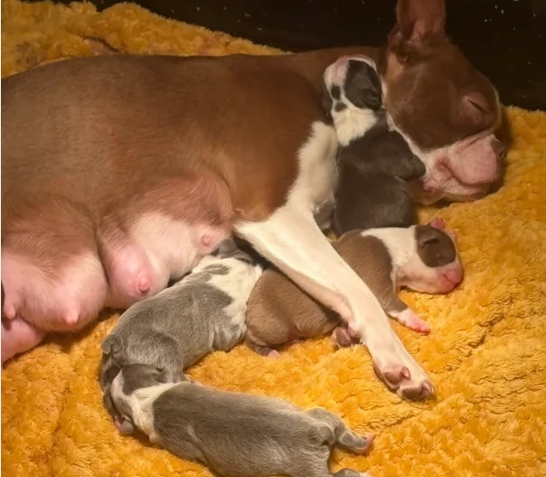 meravigliosi Boston Terrier per adozione | Foto 1