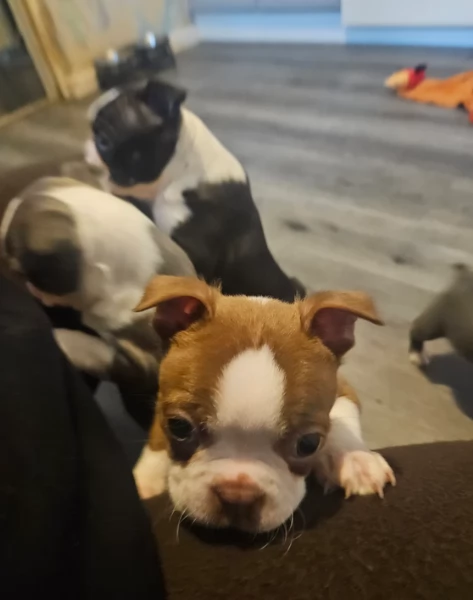 meravigliosi Boston Terrier per adozione | Foto 6
