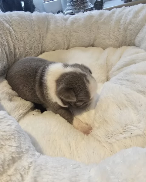 meravigliosi Boston Terrier per adozione