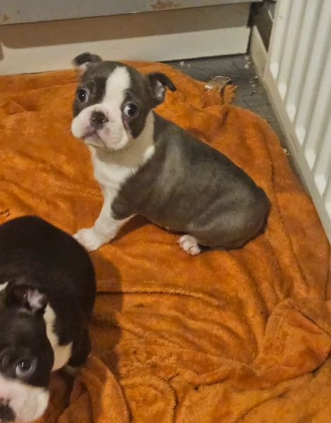 meravigliosi Boston Terrier per adozione | Foto 0