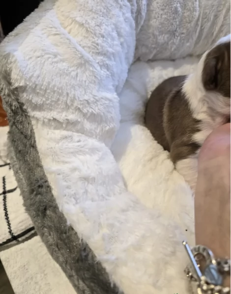 meravigliosi Boston Terrier per adozione | Foto 5