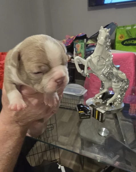 meravigliosi Boston Terrier per adozione