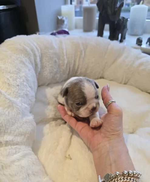 meravigliosi Boston Terrier per adozione | Foto 5