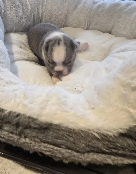 meravigliosi Boston Terrier per adozione | Foto 1