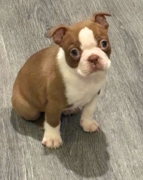 meravigliosi Boston Terrier per adozione