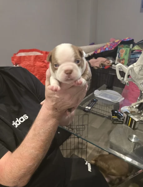 meravigliosi Boston Terrier per adozione | Foto 1