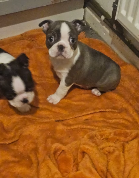 meravigliosi Boston Terrier per adozione