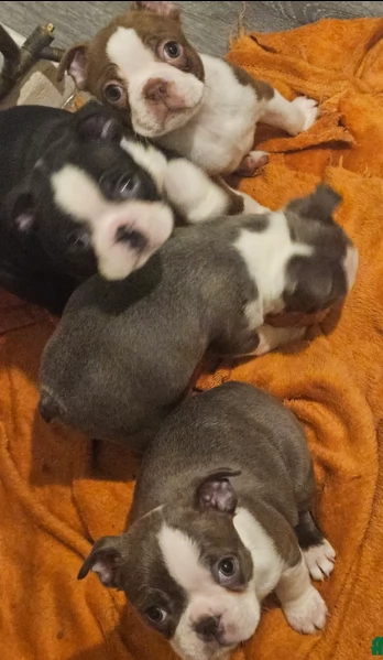meravigliosi Boston Terrier per adozione | Foto 2