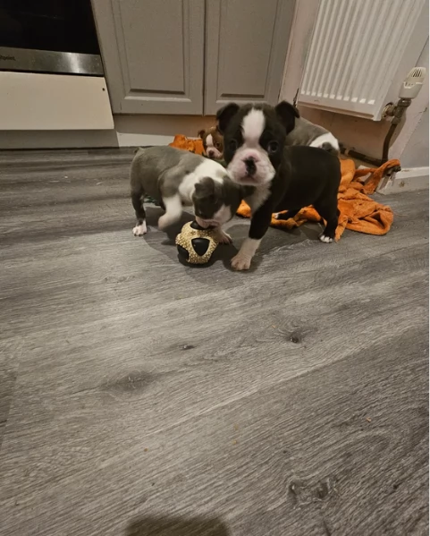 meravigliosi Boston Terrier per adozione | Foto 1