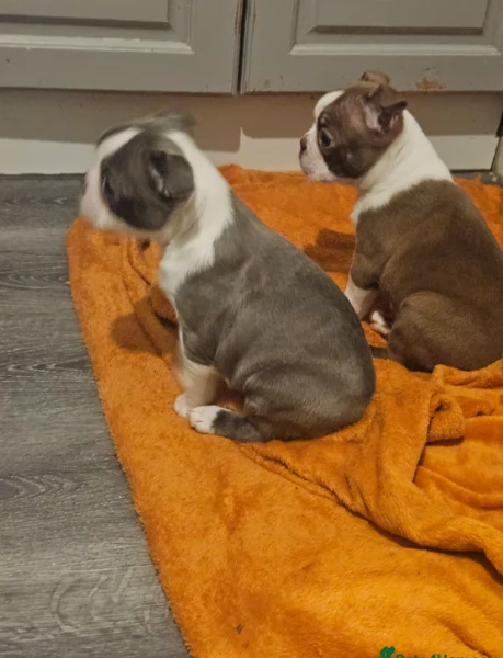 meravigliosi Boston Terrier per adozione | Foto 0