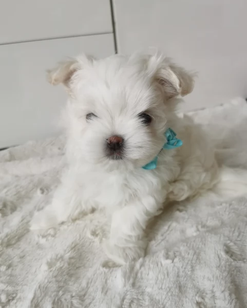 meravigliosi maltese per adozione | Foto 4