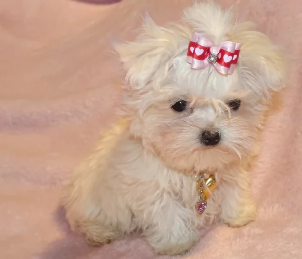 meravigliosi maltese per adozione