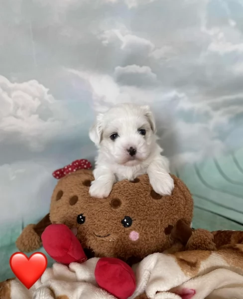 meravigliosi maltese per adozione | Foto 2