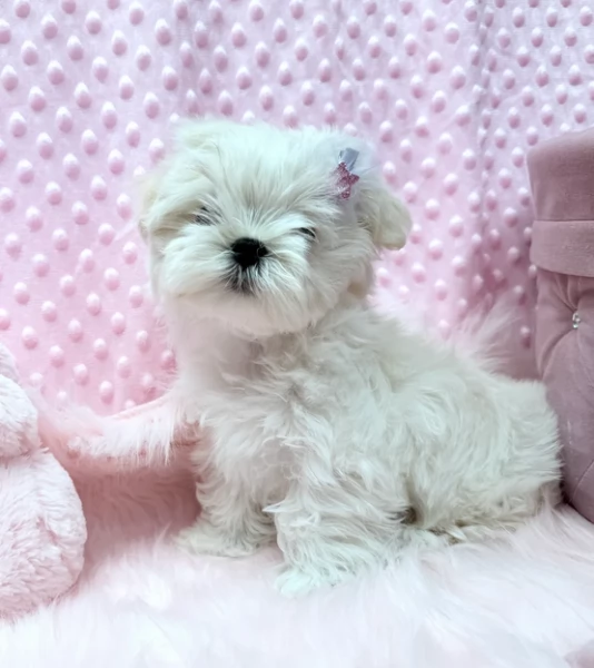 meravigliosi maltese per adozione | Foto 1