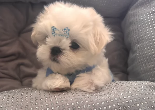 meravigliosi maltese per adozione | Foto 1