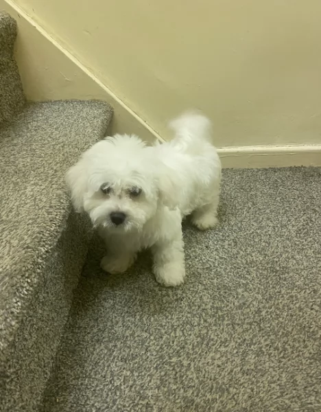 meravigliosi maltese per adozione