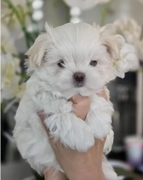 meravigliosi maltese per adozione | Foto 6