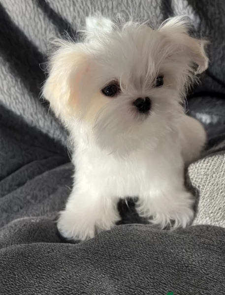 meravigliosi maltese per adozione