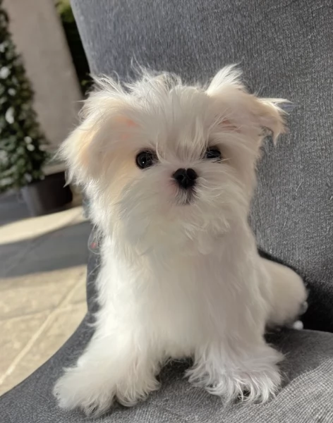 meravigliosi maltese per adozione | Foto 3
