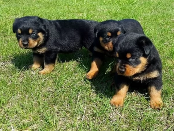 Splendidi Cuccioli di Rottweiler per adozione con Prima e Seconda Sverminazione | Foto 2