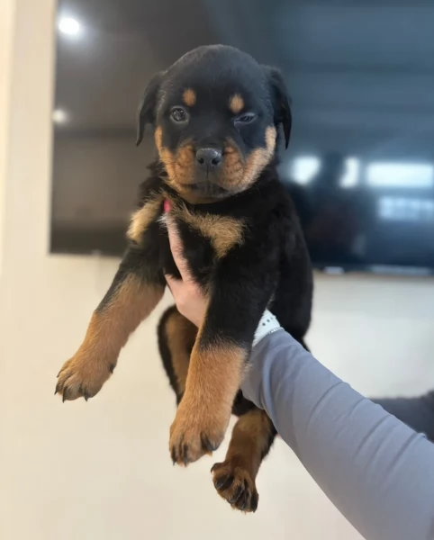 Splendidi Cuccioli di Rottweiler per adozione con Prima e Seconda Sverminazione | Foto 1