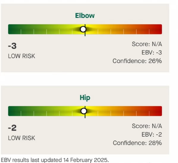 Splendidi Cuccioli di Rottweiler per adozione con Prima e Seconda Sverminazione | Foto 4