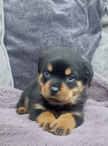 Splendidi Cuccioli di Rottweiler per adozione con Prima e Seconda Sverminazione | Foto 3