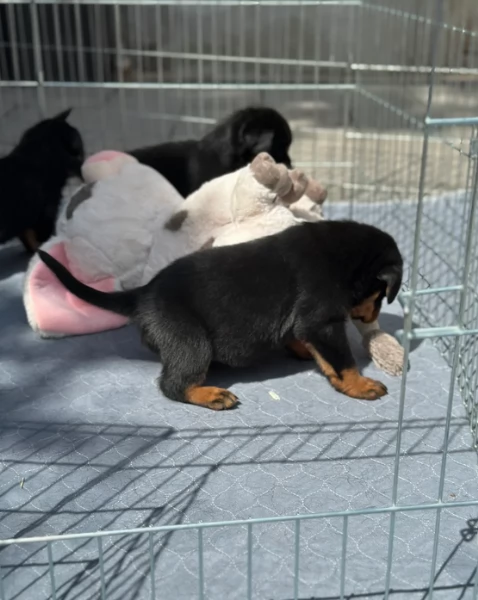 Splendidi Cuccioli di Rottweiler per adozione con Prima e Seconda Sverminazione | Foto 1