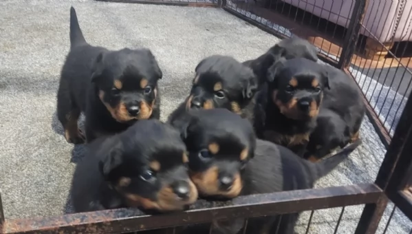 Splendidi Cuccioli di Rottweiler per adozione con Prima e Seconda Sverminazione | Foto 0