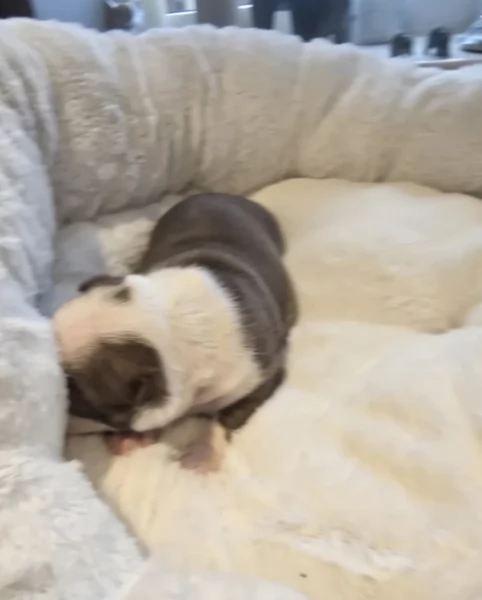 Boston Terrier ALLEVATI CON AMORE per adozione