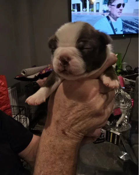 Boston Terrier ALLEVATI CON AMORE per adozione | Foto 3