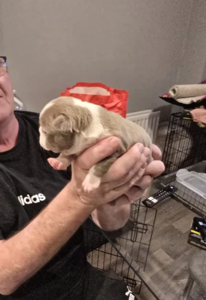 Boston Terrier ALLEVATI CON AMORE per adozione | Foto 2