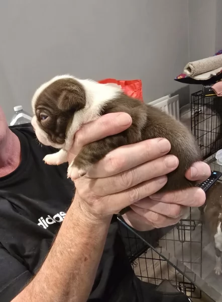 Boston Terrier ALLEVATI CON AMORE per adozione | Foto 1