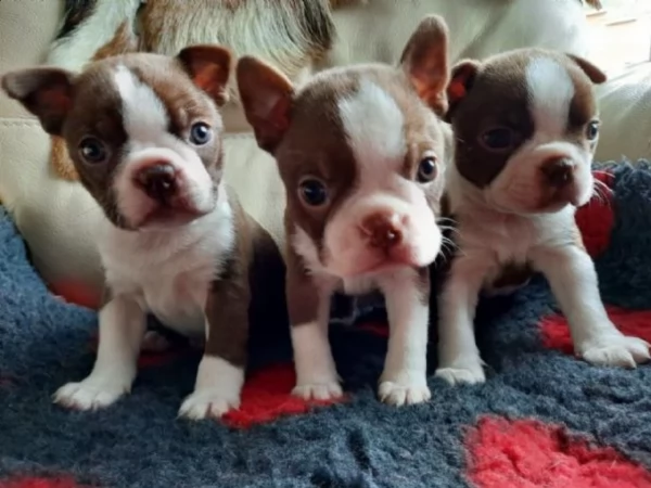 Boston Terrier ALLEVATI CON AMORE per adozione | Foto 2