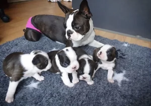 Boston Terrier ALLEVATI CON AMORE per adozione | Foto 1