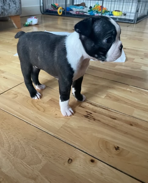 Boston Terrier ALLEVATI CON AMORE per adozione