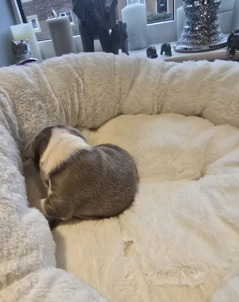 Boston Terrier ALLEVATI CON AMORE per adozione | Foto 6