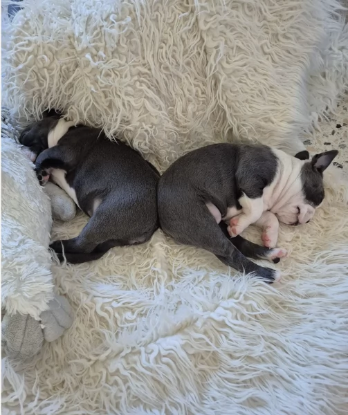 Boston Terrier ALLEVATI CON AMORE per adozione | Foto 4