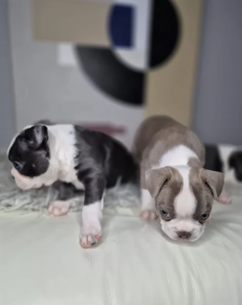 Boston Terrier ALLEVATI CON AMORE per adozione | Foto 3