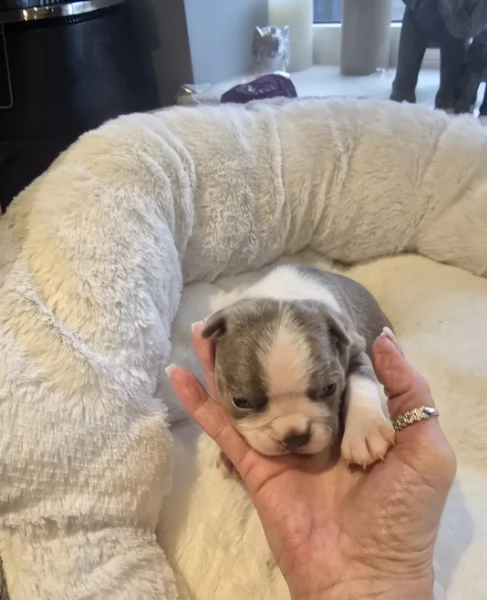 Boston Terrier ALLEVATI CON AMORE per adozione | Foto 1