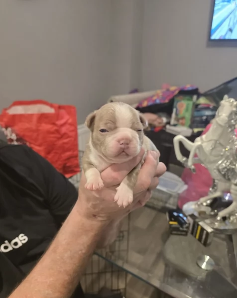 Boston Terrier ALLEVATI CON AMORE per adozione | Foto 1