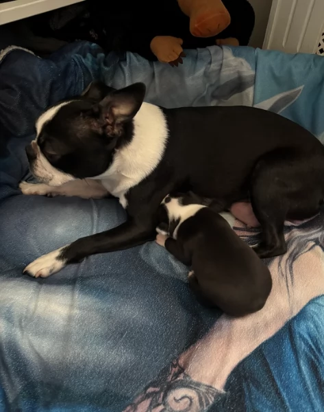 Boston Terrier ALLEVATI CON AMORE per adozione | Foto 2