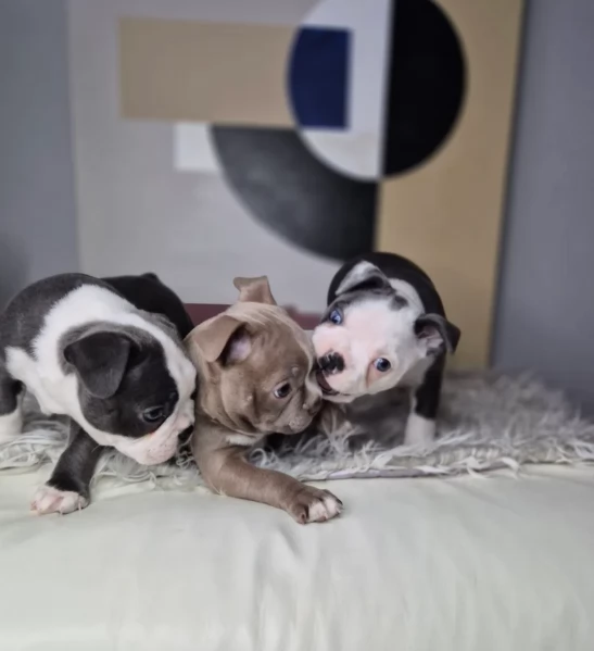 Boston Terrier ALLEVATI CON AMORE per adozione | Foto 1